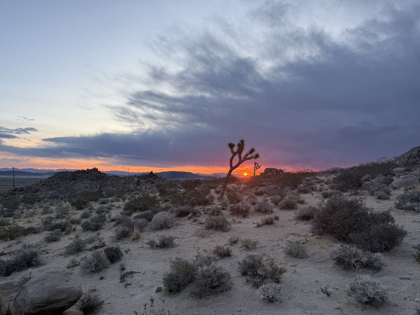 Joshua tree and desert shrubs at sunset