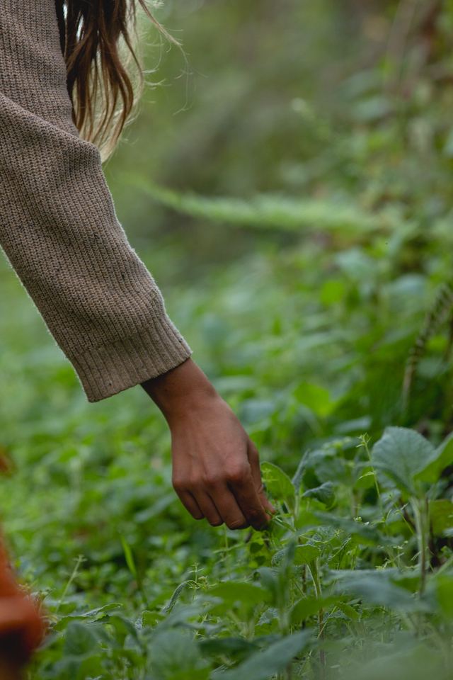A hand reaching into green plants to gather dye material